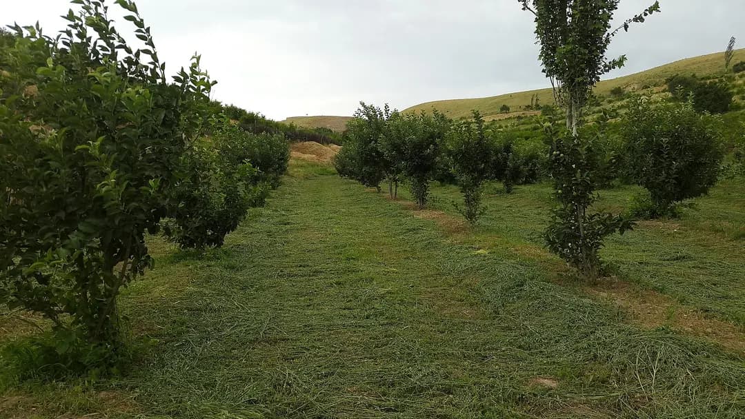 Parkent bog'lari va Qurama tizmasi etaklari