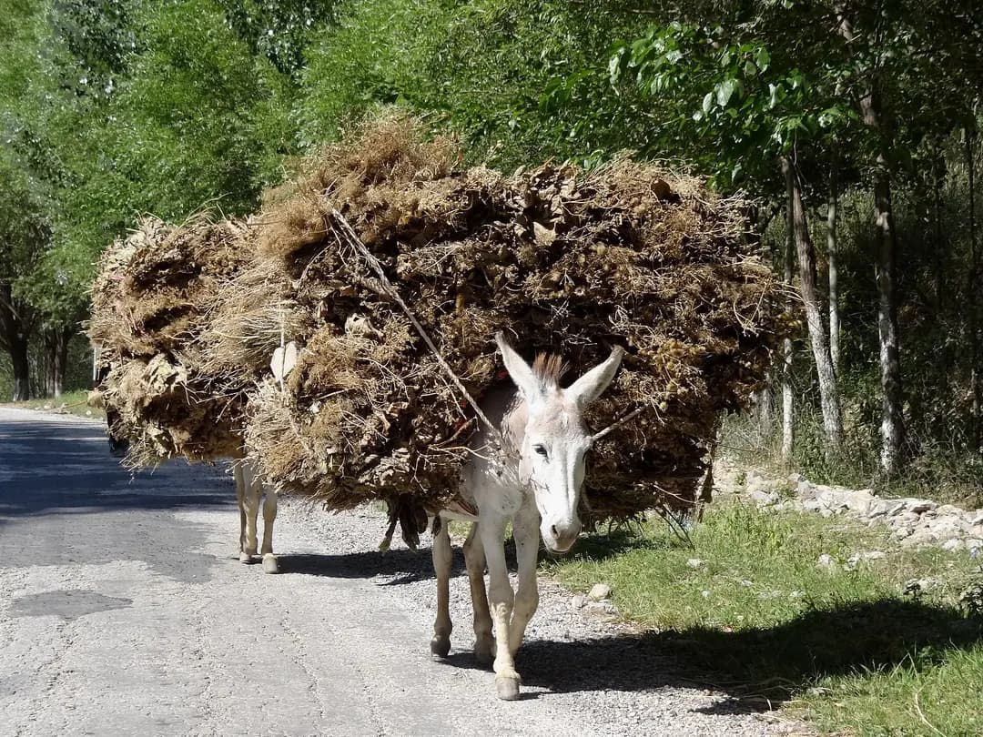 O'zbekiston bo'ylab safarga nima olish kerak: fasllar bo'yicha ro'yxat